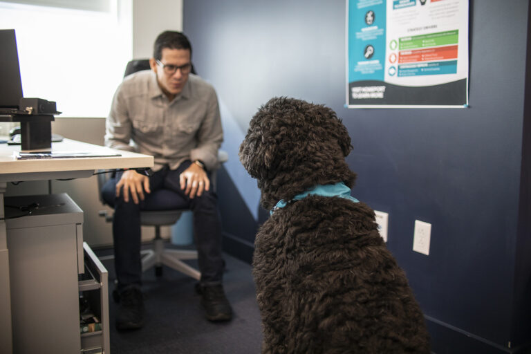 A black curly-furred dog wearing a light blue bandana sits attentively facing a person seated in an office chair, beside a desk with a computer monitor, mouse, and other items.